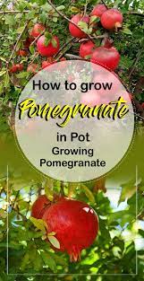 How To Grow Pomegranate In Pot Growing Pomegranate Tree Pomegranate Tree Care Growing Pomegranate From Seed Fruit Bearing Trees