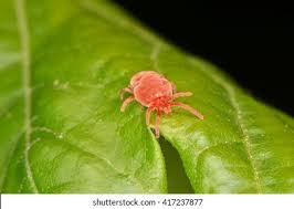 Image result for Trombicula autumnalis