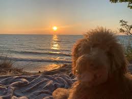 We did not find results for: F1b Goldendoodle Puppies Facebook