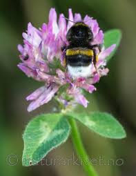 Image result for Bombus soroeensis