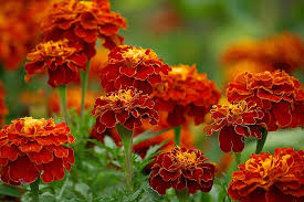 Maybe you would like to learn more about one of these? When And How To Plant Marigold Seeds Gardener S Path