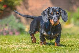 Processed dog foods include additives, food coloring, and preservatives which can cause many allergy issues. Dachshunds With Skin Allergies Nom Nom