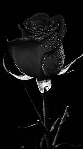 Alors, à quoi ressemble ton fond d'écran de smartphone aujourd'hui, à cette heure précise ? En Noir Et Blanc Rose Noir Et Blanc Fleur Noir Et Blanc Paysage Noir Et Blanc