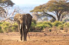 Randy Johnson's Intimate Asian Moments - Uncut