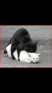 Real Cat Porn Realcatporn Twitter