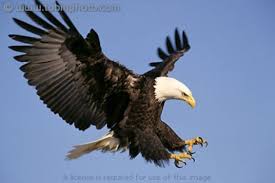 Birds That Look Like Eagles The Eagle Has Landed On Pinterest Bald Eagle Eagles And Alaska Eagle Pictures Bald Eagle Pictures Bald Eagle