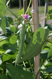 They can be cooked in many different ways, including boiling, frying, and baking, and are used in many traditional dishes throughout the world. Black Turtle But I Thought We Were Talking Beans Bloominthyme