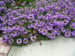 Image result for Scaevola