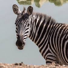 Image result for zebra