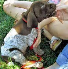 Some miniature shar pei puppies for sale may be shipped worldwide and include crate and veterinarian checkup. Mini German Shorthaired Pointer German Shorthaired Pointer Pointer Puppies Losing A Dog