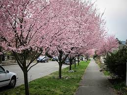 Mature flowering trees on sale at ty ty nursery. Newport Flowering Plum For Sale Online The Tree Center