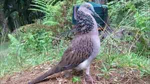 Untuk megetahui perbedaan jantan dan betina lihatlah pada bagian sayap burung sirtu tersebut apabila syap burung sirtu berwarna hitam dan ada sedikit warna putih dan banyak sampai ke ujung sayap maka bisa di pastikan burung sirtu berjenis kelamin. Ciri Ciri Gambar Burung Derkuku Jantan Dan Betina Cara Membedakan Burung Perkutut Jantan Dan Betina Ilmu Peternakan