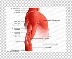 There are over 1,000 muscles in your body. Arm Shoulder Muscular System Muscle Anatomy Png Clipart Abdomen Active Undergarment Anatomy Arm Back Free Png