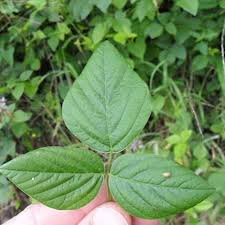 Image result for Desmodium uncinatum