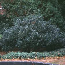 We did not find results for: Blue Prince Ilex Spring Meadow Wholesale Liners Spring Meadow Nursery