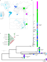 Conoce y aprovecha las mejores ofertas y productos de cyber monday chile 2020 en paris.cl Population Genomics Provides Insights Into The Evolution And Adaptation To Humans Of The Waterborne Pathogen Mycobacterium Kansasii Nature Communications
