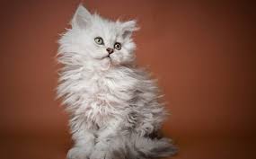 Selkirk Rex Kedisi Ve Ozellikleri Miyhav Com