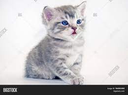 Our pieces of feline art capture the. Cute American Image Photo Free Trial Bigstock