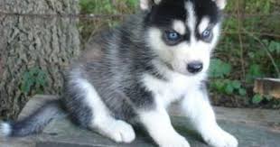 Siberian Husky Black And Blue Eyes Two Beautiful Siberian Husky Puppies A Red White Male And A Black White Female Description From Pomsky Puppies Puppies With Blue Eyes Siberian Husky Puppies