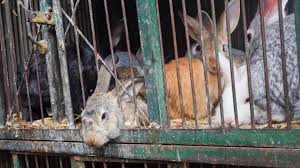 Rex rabbits have short and soft hair (about 1.25 cm long). Raising Rabbits For Meat Cost Legalities How To Start Farming