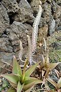Image result for Scilla benguellensis