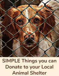 Simple Things You Can Donate To Your Local Animal Shelter Animal Shelter Animal Shelter Fundraiser Animal Donations