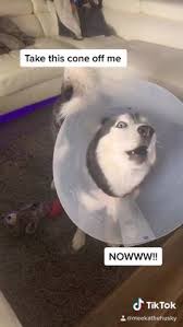Para peneliti memastikan hal itu, karena dengan melihat gambar lucu, otak menjadi rileks sejenak. 20 Husky Dogs Ideas Husky Anjing Husky Siberian Husky