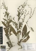 Image result for Cynoglossum coeruleum