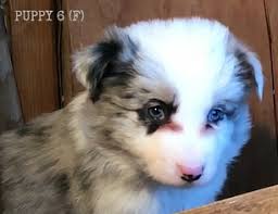 Find your collie puppy here. View Ad Border Collie Litter Of Puppies For Sale Near Washington White Salmon Usa Adn 54438