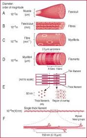 Skeletal Muscle Definition Of Skeletal Muscle By Medical Dictionary Skeletal Muscle Human Anatomy And Physiology Muscle Anatomy