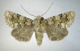 Image result for Hadena irregularis