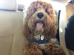 Mini aussies can adapt well to apartments as well as larger homes as long as they get enough exercise and mental stimulation. Waiting List Open F1 Cockapoo S For Sale In Ormond Beach Florida Classified Americanlisted Com