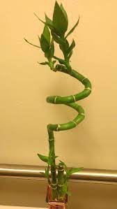 How To Take Care Of Lucky Bamboo Lucky Bamboo Lucky Bamboo Plants Bamboo Plant Care
