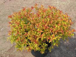 Goldmound spirea is a small round shrub with golden leaves. Spiraea X Bumalda Goldflame Goldflame Spirea Sunnyside Gardens