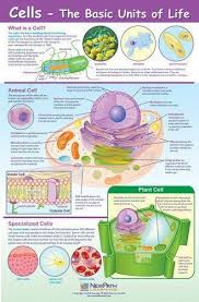 Biology Worksheets Biology Worksheet Study Biology Biology Lessons