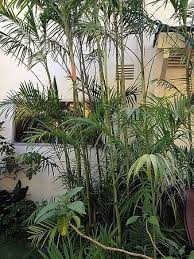 Image result for Chamaedorea radicalis