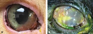 Viruses which affect the eye include herpesvirus and calicivirus. Runny Eyes Feline Herpesvirus Infection Today S Veterinary Practice