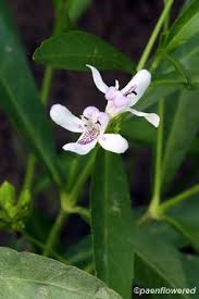 Image result for Justicia incana