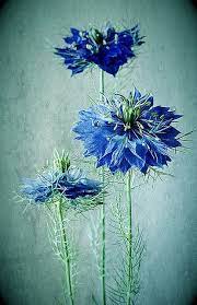 Love In A Mist Nigella Aka Love In A Mist One Of The Few True Blue Flowers By Colleen Farrell Blue Flowers Beautiful Flowers Flowers