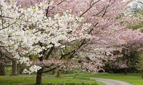 The most popular species for flowering trees are redbud, magnolia, flowering dogwood, fringe, myrtle and more. Six Of The Best Places To See Cherry Blossom In England Lexus Uk Magazine