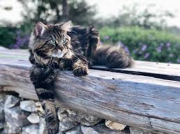 Since our kittens receive nonstop. Aliana Maine Coon United States Aliana Maine Coons