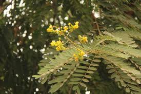 Infiorescenze che si raggruppano a grappoli 2. Fiori Giallo Verdognoli A Grappolo