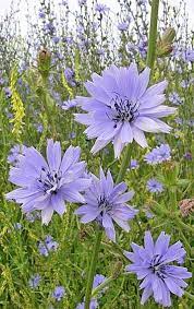 Pin On Yard Flowering Ideas