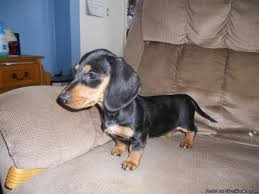 Dachshund puppies for sale in iowaselect a breed. Dachshund Puppies Price 200 For Sale In Castalia Iowa Best Pets Online