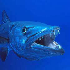 Быстро fast attack атака баракуда barracuda. Barracuda Attack S Stream