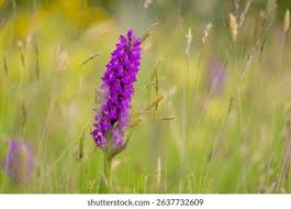 Image result for Carissa praetermissa