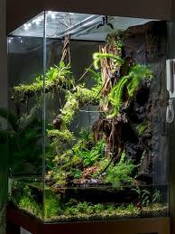 Baska Bir Dunya Mumkun 30 Gorselle Yeni Sevdamiz Terrarium 2020 Planted Aquarium Terrarium Aquascaping