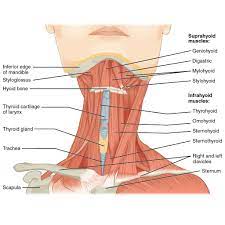 The human body is a smooth highway of muscles which serve to add strength, endurance and protection. Muscles Of The Head Neck And Back Radiology Case Radiopaedia Org Neck Muscle Anatomy Muscle Anatomy Muscles Of The Neck