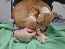 Brewton Paws Crossed Dog Rescue, Inc