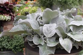 Image result for Senecio hastatus